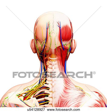 Human anatomy, artwork View Large Illustration Stock Illustration - Human anatomy, artwork. Fotosearch