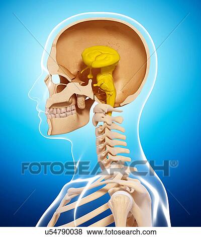 Stock Illustration - Human anatomy, artwork. Fotosearch