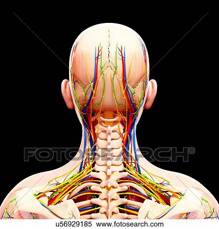 Human anatomy, artwork View Large Illustration Stock Illustration - Human anatomy, artwork. Fotosearch