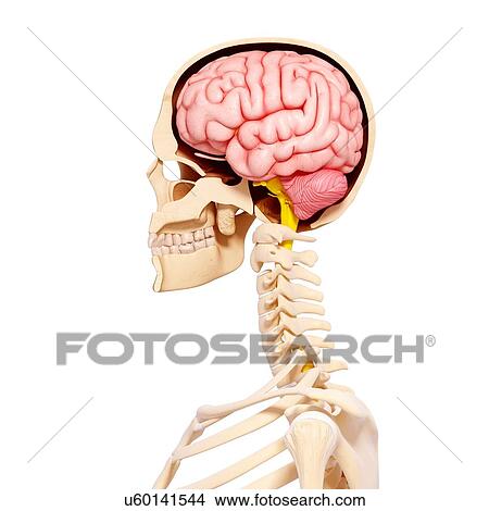Stock Illustration - Human anatomy, artwork. Fotosearch