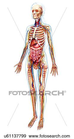 Human anatomy, artwork View Large Illustration Stock Illustration - Human anatomy, artwork. Fotosearch