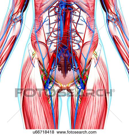 Human anatomy, artwork View Large Illustration Stock Illustration - Human anatomy, artwork. Fotosearch