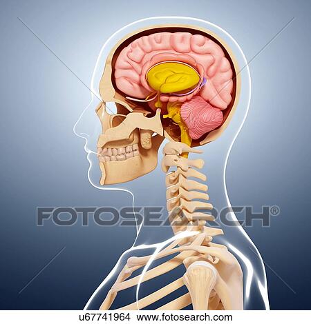 Human anatomy, artwork View Large Illustration Stock Illustration - Human anatomy, artwork. Fotosearch