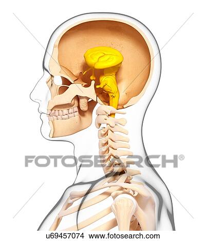 Human anatomy, artwork View Large Illustration Stock Illustration - Human anatomy, artwork. Fotosearch