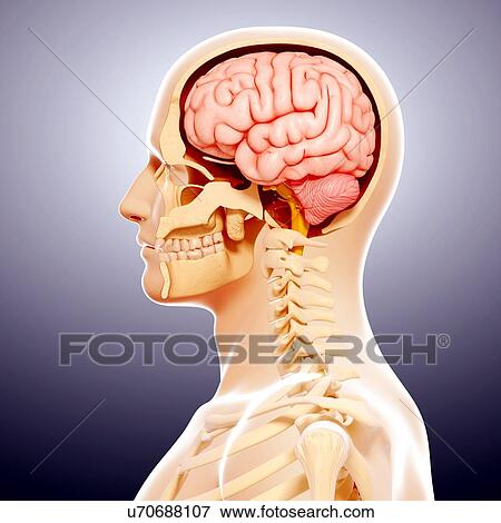 Stock Illustration - Human anatomy, artwork. Fotosearch