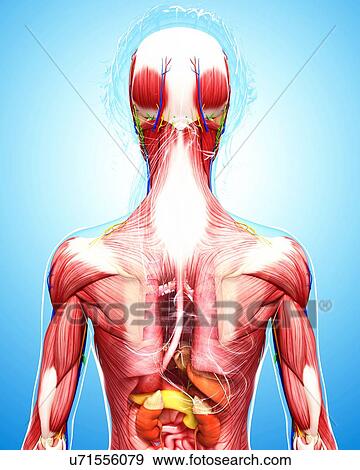 Human anatomy, artwork View Large Illustration Stock Illustration - Human anatomy, artwork. Fotosearch