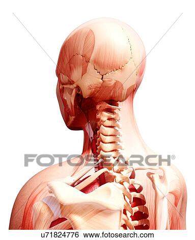 Stock Illustration - Human anatomy, artwork. Fotosearch