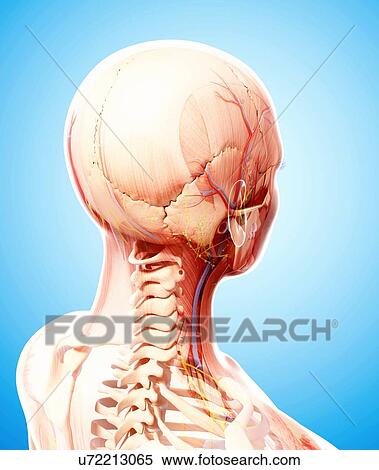 Stock Illustration - Human anatomy, artwork. Fotosearch