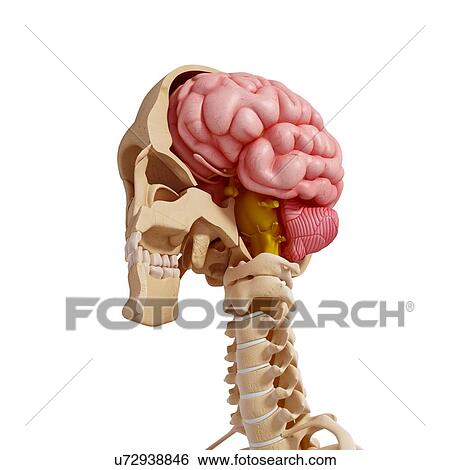 Human anatomy, artwork View Large Illustration Stock Illustration - Human anatomy, artwork. Fotosearch