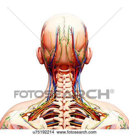 Human anatomy, artwork View Large Illustration Stock Illustration - Human anatomy, artwork. Fotosearch