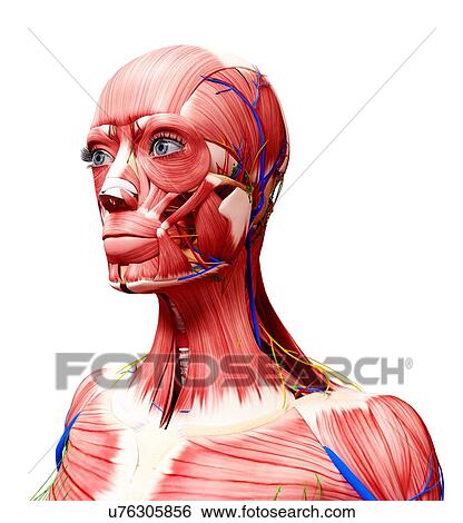 Stock Illustration - Human anatomy, artwork. Fotosearch