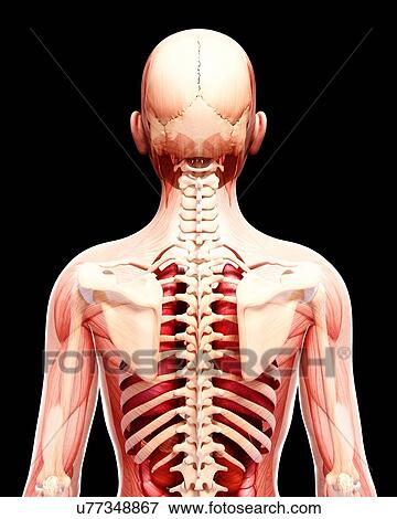 Human anatomy, artwork View Large Illustration Stock Illustration - Human anatomy, artwork. Fotosearch