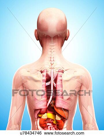 Stock Illustration - Human anatomy, artwork. Fotosearch