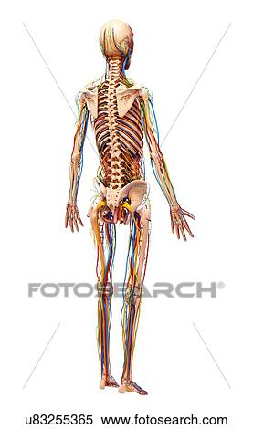 Stock Illustration - Human anatomy, artwork. Fotosearch