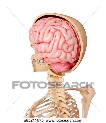 Human anatomy, artwork View Large Illustration Stock Illustration - Human anatomy, artwork. Fotosearch
