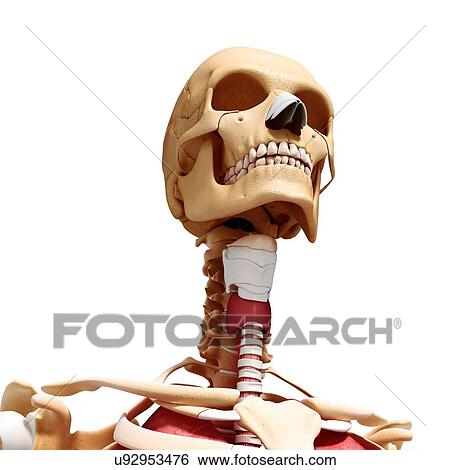 Human anatomy, artwork View Large Illustration Stock Illustration - Human anatomy, artwork. Fotosearch