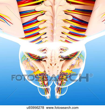 Human anatomy, artwork View Large Illustration Stock Illustration - Human anatomy, artwork. Fotosearch