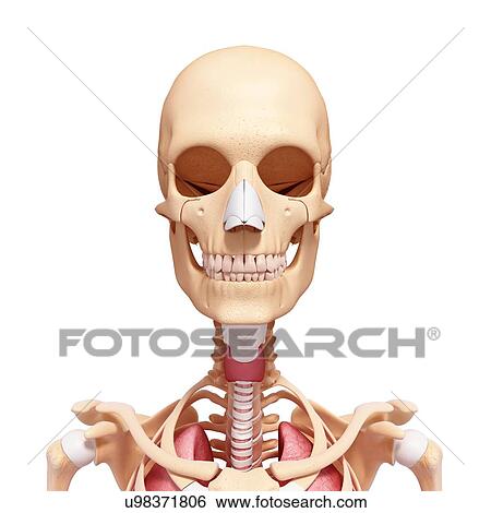 Human anatomy, artwork View Large Illustration Stock Illustration - Human anatomy, artwork. Fotosearch