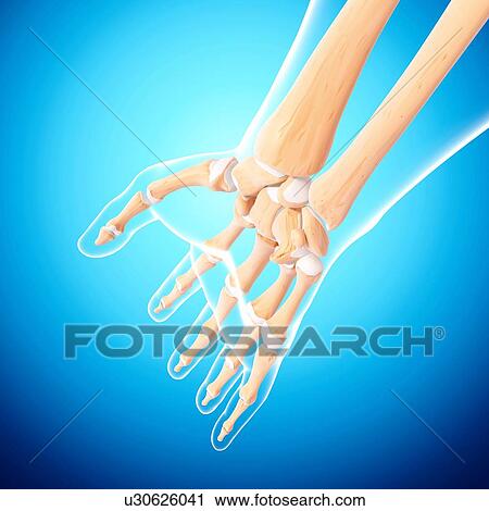 Clip Art - Human arm bones, artwork. Fotosearch