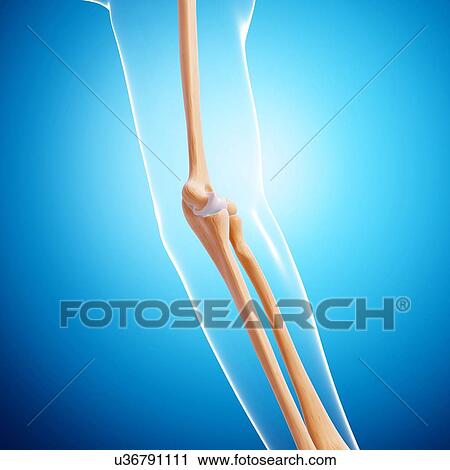 Clip Art - Human arm bones, artwork. Fotosearch