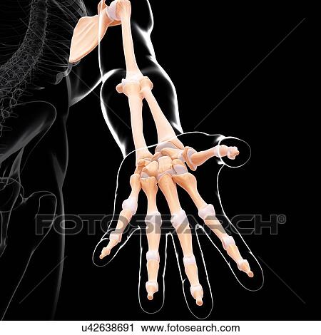 Human arm bones, artwork View Large Illustration Clip Art - Human arm bones, artwork. Fotosearch