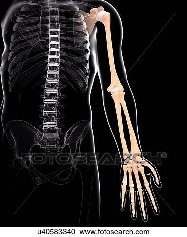 Clipart - Human arm bones, artwork. Fotosearch