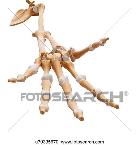 Clipart - Human arm bones, artwork. Fotosearch
