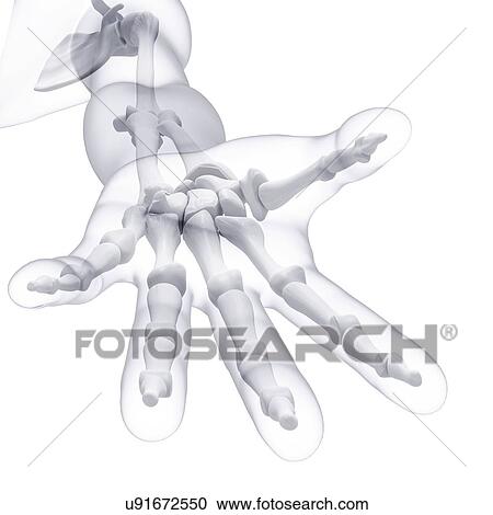 Human arm bones, artwork View Large Illustration Clipart - Human arm bones, artwork. Fotosearch