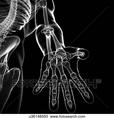 Drawing - Human arm bones, artwork. Fotosearch