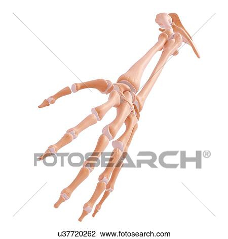 Drawing - Human arm bones, artwork. Fotosearch