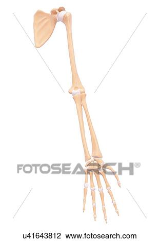 Drawing - Human arm bones, artwork. Fotosearch