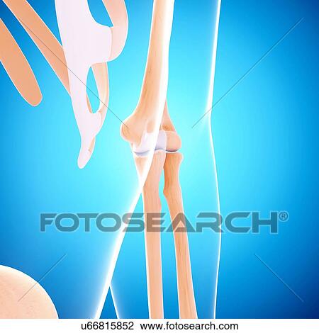 Human arm bones, artwork View Large Illustration Drawing - Human arm bones, artwork. Fotosearch
