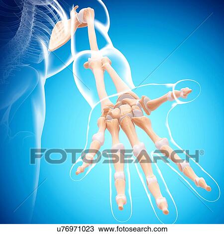 Human arm bones, artwork View Large Illustration Drawing - Human arm bones, artwork. Fotosearch