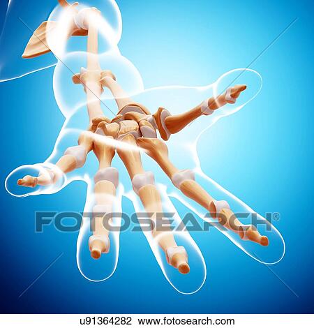 Human arm bones, artwork View Large Illustration Drawing - Human arm bones, artwork. Fotosearch