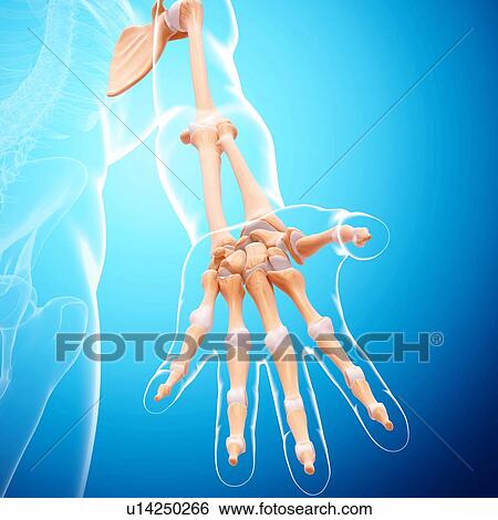Human arm bones, artwork View Large Illustration Stock Illustration - Human arm bones, artwork. Fotosearch