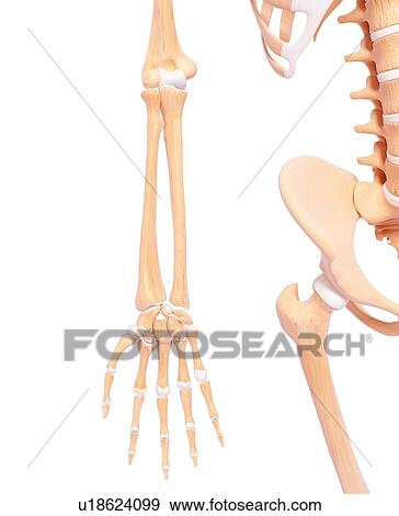 Stock Illustration - Human arm bones, artwork. Fotosearch