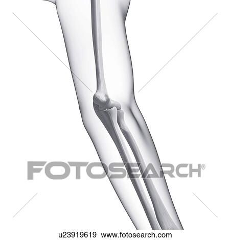 Stock Illustration - Human arm bones, artwork. Fotosearch