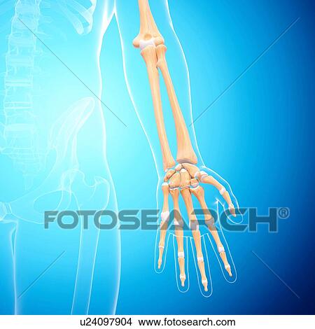 Human arm bones, artwork View Large Illustration Stock Illustration - Human arm bones, artwork. Fotosearch