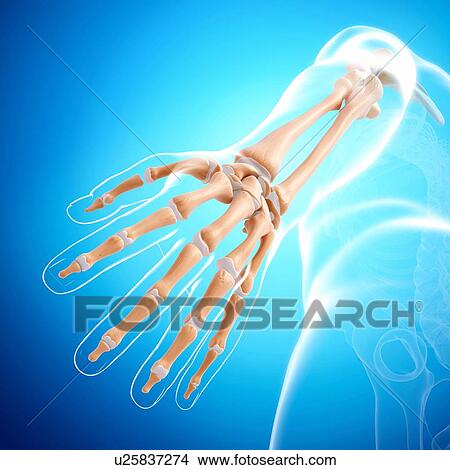 Human arm bones, artwork View Large Illustration Stock Illustration - Human arm bones, artwork. Fotosearch