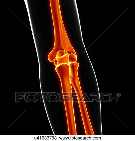 Human arm bones, artwork View Large Illustration Stock Illustration - Human arm bones, artwork. Fotosearch