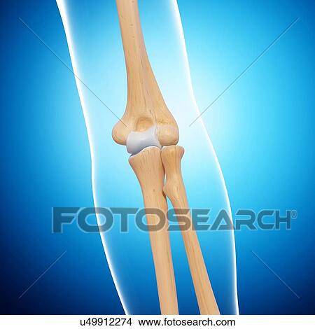 Human arm bones, artwork View Large Illustration Stock Illustration - Human arm bones, artwork. Fotosearch