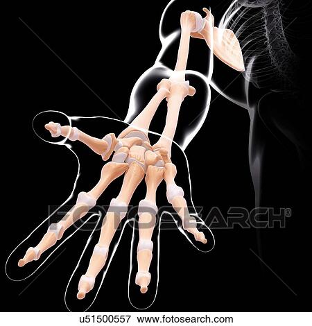 Stock Illustration - Human arm bones, artwork. Fotosearch