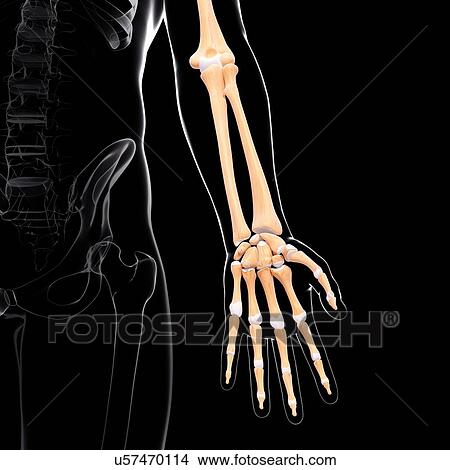 Human arm bones, artwork View Large Illustration Stock Illustration - Human arm bones, artwork. Fotosearch