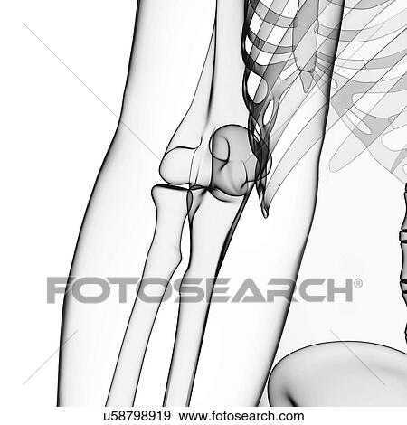 Human arm bones, artwork View Large Illustration Stock Illustration - Human arm bones, artwork. Fotosearch