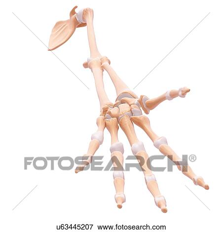 Human arm bones, artwork View Large Illustration Stock Illustration - Human arm bones, artwork. Fotosearch