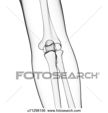 Stock Illustration - Human arm bones, artwork. Fotosearch
