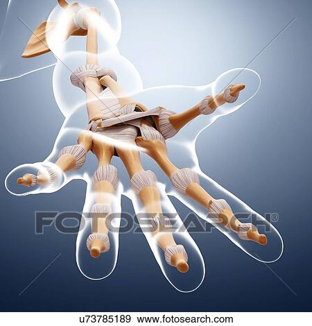Human arm bones, artwork View Large Illustration Stock Illustration - Human arm bones, artwork. Fotosearch