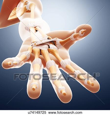 Human arm bones, artwork View Large Illustration Stock Illustration - Human arm bones, artwork. Fotosearch