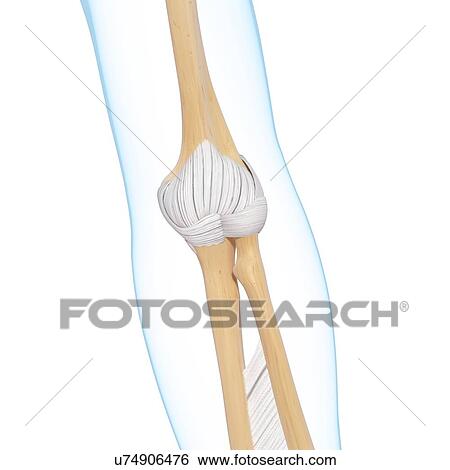 Human arm bones, artwork View Large Illustration Stock Illustration - Human arm bones, artwork. Fotosearch
