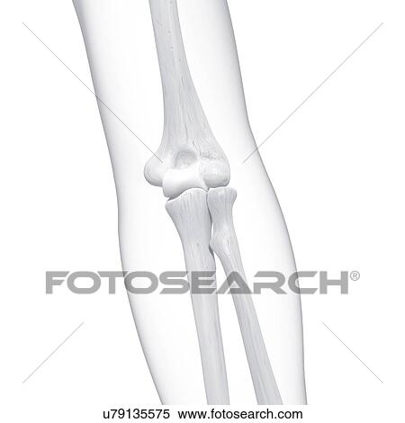 Human arm bones, artwork View Large Illustration Stock Illustration - Human arm bones, artwork. Fotosearch